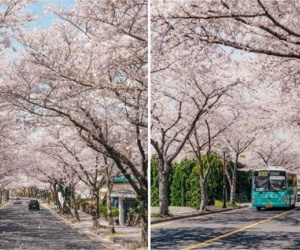 Giới trẻ xứ Hàn đua nhau 'flex' ảnh chụp hoa anh đào đẹp lung linh trên đảo Jeju