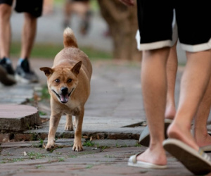 Đề xuất nuôi chó, mèo phải đăng ký với chính quyền