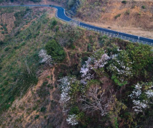 Mùa hoa ban nở trắng núi đồi níu chân du khách đến Điện Biên