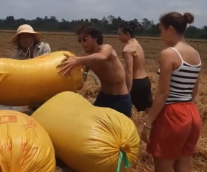 CLIP: Du khách nước ngoài thích thú xuống ruộng thu hoạch lúa với nông dân miền Tây