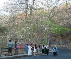 Hàng bông gòn ở Vũng Tàu bung nở trắng xoá, cảnh đẹp tựa 'tuyết xứ Hàn'