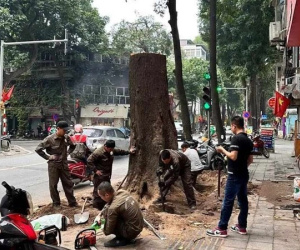 Cây sao trăm tuổi ở Hà Nội bị đốn: Có hay không việc bức tử?