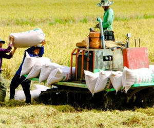 Quốc gia mua gạo nhiều nhất thế giới tăng nhập từ Thái, báo động gạo Việt Nam