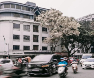 Giật mình cảnh nở 'không kịp cản' của loài hoa tháng 3 Hà Nội, trắng xóa cả trời khiến ai thấy cũng trầm trồ