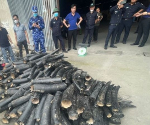 1,6 tấn ngà voi được sơn đen ngụy trang nhập lậu vào Việt Nam
