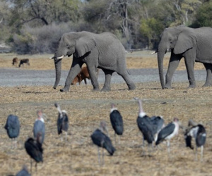 Tranh cãi chuyện săn bắn, Botswana tuyên bố sẵn sàng đưa 20.000 con voi sang Đức