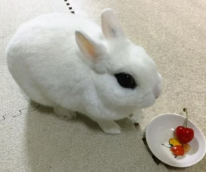 Thỏ cưng bị chết, chủ nhân đòi bồi thường hơn 1 tỷ đồng và cái kết