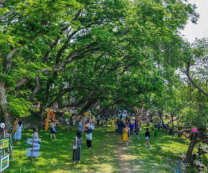 Chen chân check-in 9 cây sưa trăm tuổi vừa được công nhận di sản Việt Nam
