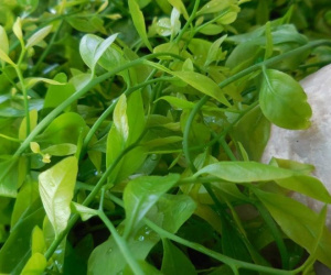 Loại rau đắt ngang thịt bò bổ dưỡng cho sức khỏe