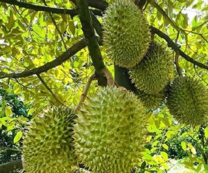 Sầu riêng giảm giá trở lại
