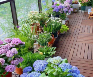 5 loại hoa vừa có sắc vừa có hương nhưng người giàu ít khi muốn trồng ngoài ban công, vì sao?