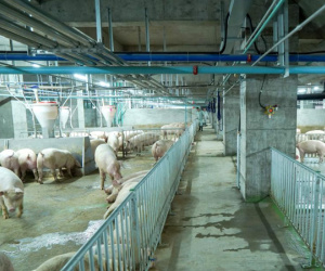 7 người tử vong vì ngộ độc khí thải từ chuồng lợn