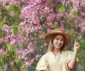 Lý giải hiện tượng chưa từng có ở Đà Lạt, mai anh đào bất ngờ nở rộ giữa tháng 4