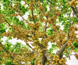 Vườn cây 'trái vàng ruộm, kín đặc từ gốc tới ngọn' hút khách ở An Giang dịp 30/4