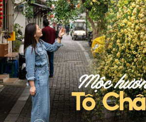 Tô Châu tháng Tư bừng sáng trong sắc hoa mộc hương: Hoa rủ bên tiệm trà nhỏ, lặng lẽ yêu kiều trong vườn cổ