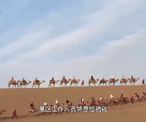 Lắp đèn đỏ giữa sa mạc tránh 'kẹt' lạc đà, du khách vẫn điêu đứng vì tắc đường: 5 phút nhích được 2 bước!