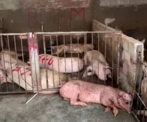 Phát hiện hơn 4.000kg thịt lợn có triệu chứng nhiễm bệnh tại Tam Đảo