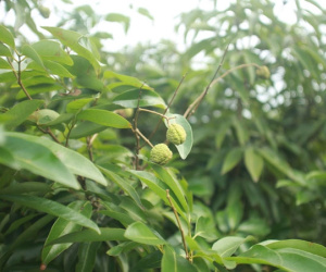 Người dân Bắc Giang bất lực vì vải thiều mất mùa: 'Chưa năm nào tôi thấy đáng sợ như năm nay'