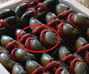 Một nhóm hàng của Việt Nam thu về hơn 50 triệu USD trong 3 tháng đầu năm: Trung Quốc đặt mua hàng đầu