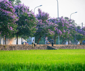 Du khách 'săn lùng' đường bằng lăng tím ngắt ven ruộng lúa ở ngoại thành Hà Nội