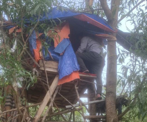 Làm lán trên cây để mua bán... ma túy