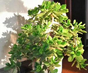 4 loại cây cảnh vừa giảm nhiệt ngày nóng lại ''nịnh' Thần tài, được người giàu coi như 'báu vật'