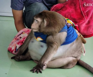 'Chú khỉ béo nhất thế giới' qua đời thương tâm khi mới 6 tuổi vì được khách du lịch yêu thương quá mức