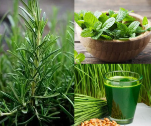 5 loại lá giúp cơ thể thơm ngát như dùng nước hoa, bất chấp trời nắng nóng