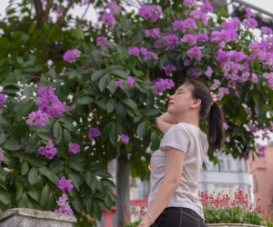 'Nàng thơ' xếp hàng, trèo ghế nhựa check-in cây bằng lăng hot nhất Hà Nội