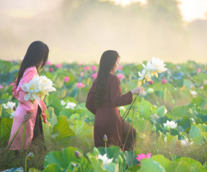Bình yên mùa sen trắng xứ Huế