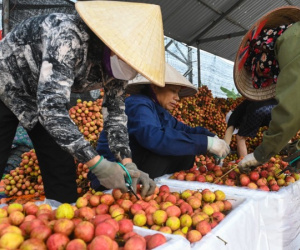 Thương nhân Trung Quốc sang thu mua, giá vải thiều cao chót vót