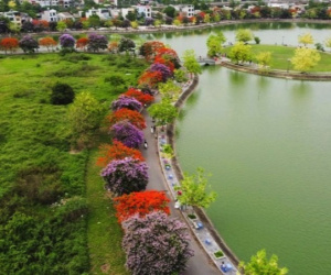 Con đường hoa đẹp như Hàn Quốc giữa TP Thanh Hóa