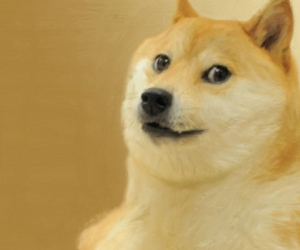 Chú chó gắn liền với meme "Doge" qua đời