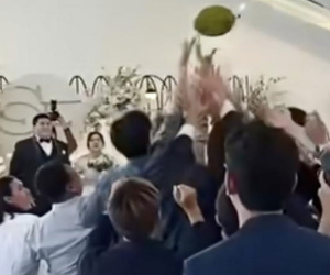 Tung quả sầu riêng để 'nhả vía kết hôn', cư dân mạng hoảng hốt: 'Lỡ rớt trúng đầu thì sao đây?'