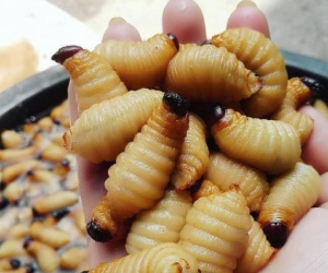 Top những món ăn 'độc lạ' nhất Việt Nam không phải ai cũng dám thử