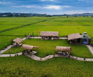 Quán cà phê giữa cánh đồng đẹp ngất ngây trong mùa lúa chín