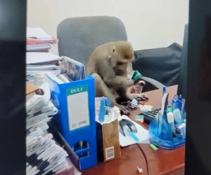 Khỉ hoang quậy phá, trêu đùa cán bộ và người dân ở trung tâm Hà Nội