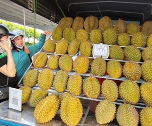 Bất ngờ với giá sầu riêng giảm sốc ở Hà Nội 70 ngàn/kg