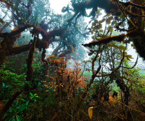 Cung đường trekking đẹp như cổ tích, cách Hà Nội chỉ 4 tiếng lái xe