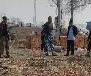 Nghe tin em út ly hôn, 3 anh trai nghỉ làm về quê, xây nhà mới chào đón