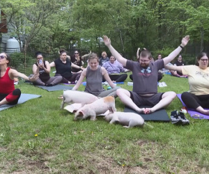 Lợn, dê, thỏ.... tìm cảm giác yên bình khi tập yoga cùng người dân Mỹ