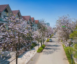 Những mùa hoa đẹp nao lòng ở Ciputra Hanoi