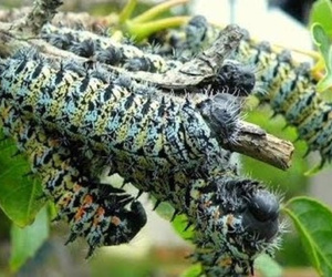 3 đặc sản nhìn 'hết hồn' nhưng nhà giàu 'mê như điếu đổ'