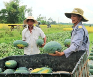 Sắp hết cảnh lo rủi ro xuất khẩu dưa hấu