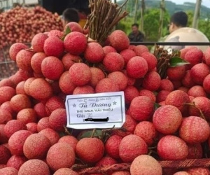 Kẻ khóc, người cười mùa vải thiều Bắc Giang