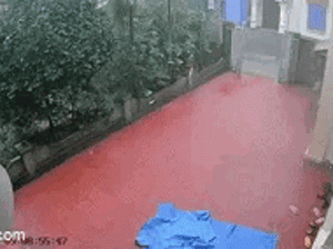 Thót tim khoảnh khắc 2 tia sét liên tiếp giáng xuống góc vườn nhà dân, một chú chó sợ hãi tìm chỗ trú