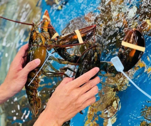Rao bán la liệt ở chợ, tôm hùm Alaska giảm còn gần 400 nghìn/con