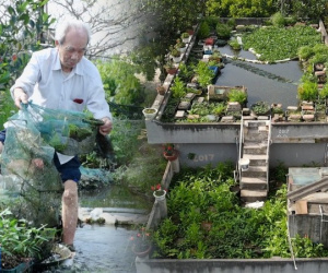 Ao cá trên nóc nhà của cụ ông 89 tuổi ở Hải Dương: Có khách cũng không phải đi chợ, lên ao là có ăn