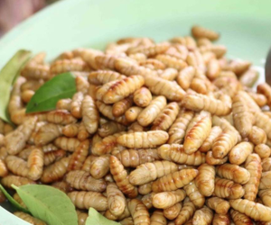 Hãi hùng những đặc sản làm từ sâu, không phải ai cũng dám thử