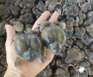 Loại ếch hình thù kỳ dị, hiếm có, giá 300 nghìn mỗi kg gây sốt